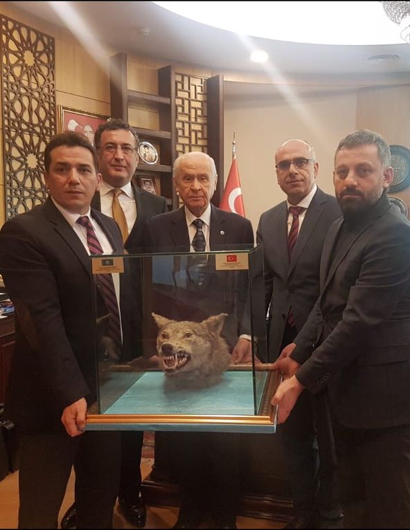 doldurulmuş kurt hediyesi