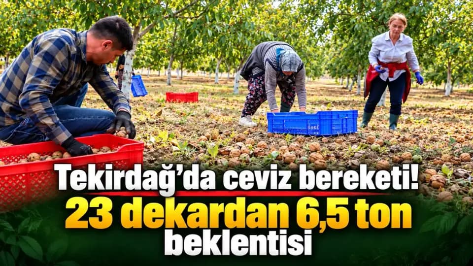 Tekirdağ'da Ceviz Hasadı Başladı: 23 Dekardan 6,5 Ton Beklenti